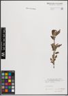 Foto von Salix cinerea L.
